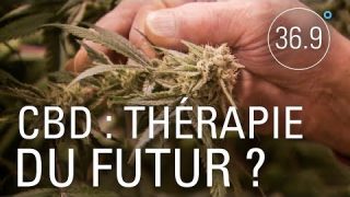CBD: le cannabis légal, une thérapie du futur? – 36.9°